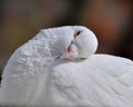 A dormant white dove Royalty Free Stock Photo